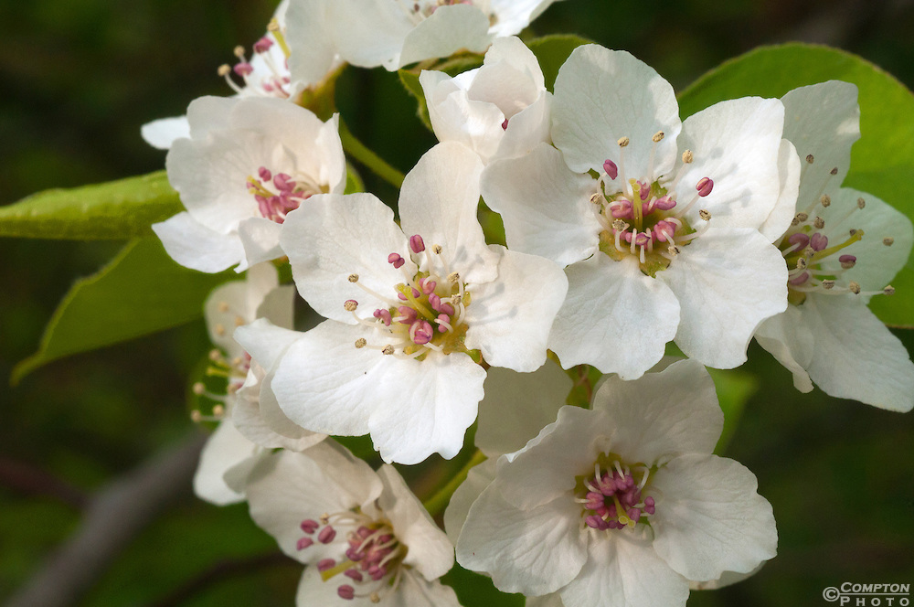 Apple Blossoms Have Pink And White Petals Green Leaves At 1 Time Arkansas Was A Major Producing State The Town Of Lincoln In Washington County