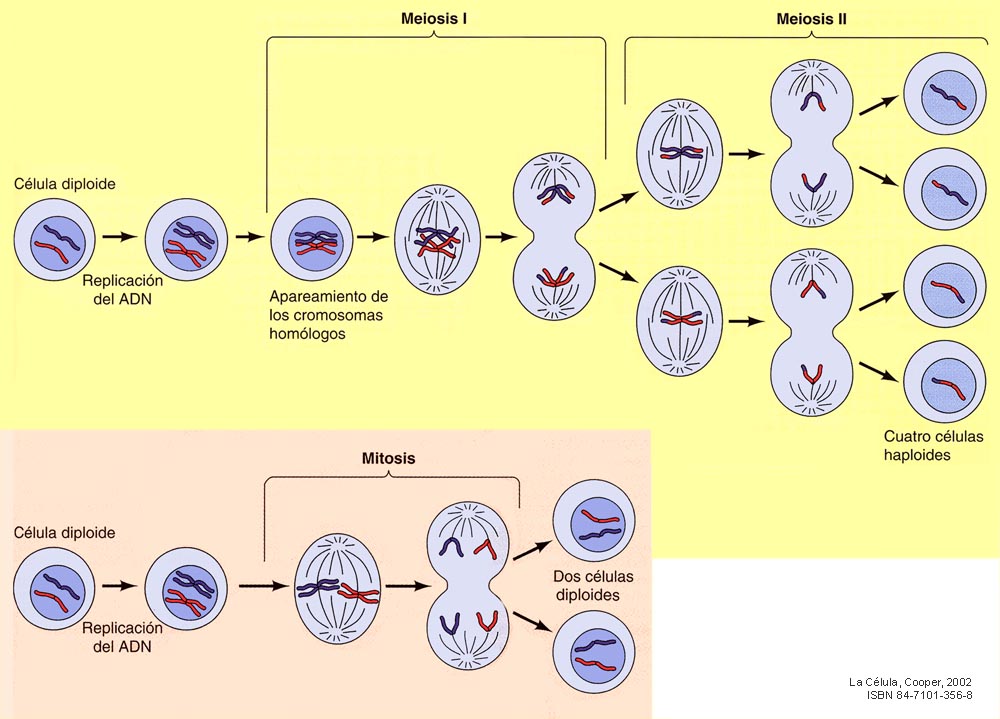Митоз и мейоз схема с пояснениями