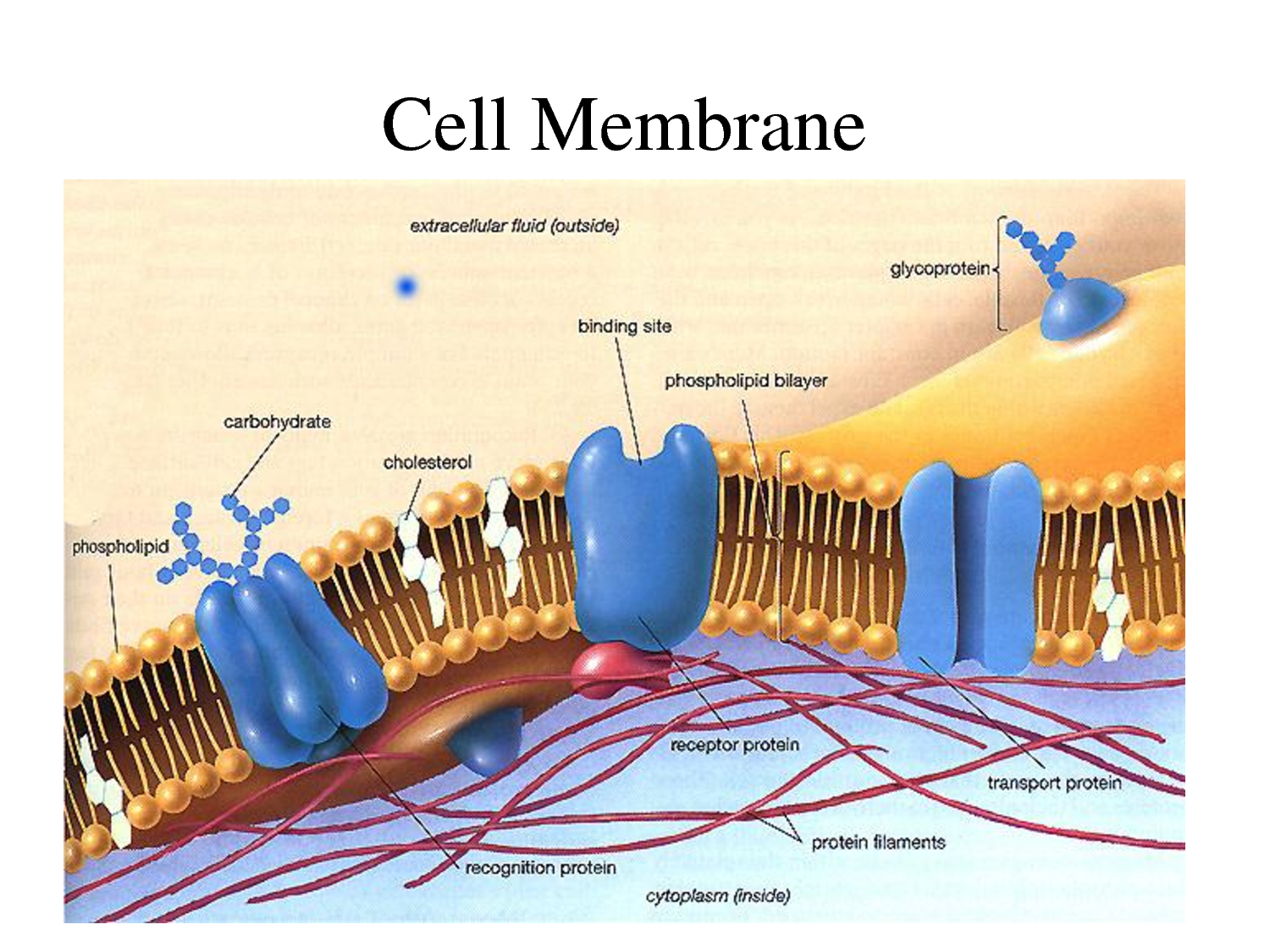 Биоэлектрические явления в тканях