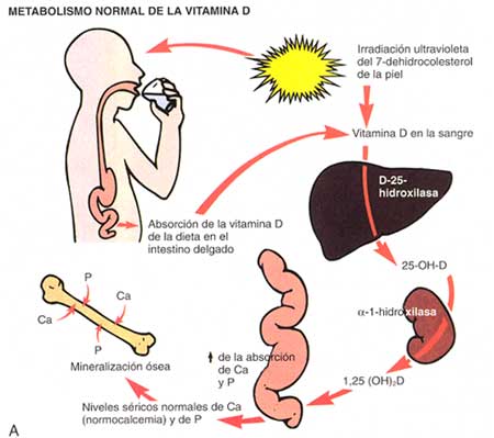 Metabolismo y absorcion de las vitaminas liposolubles