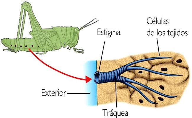 respiracion traqueal at emaze Presentation