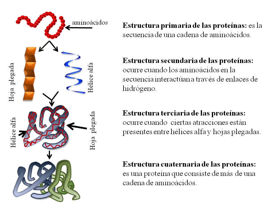 Proteinas On Emaze 8836