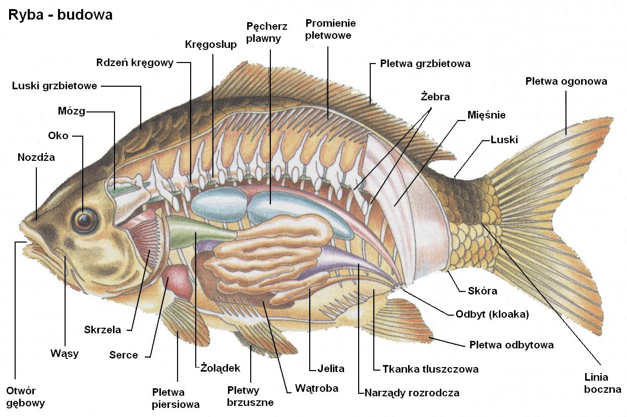 Организм рыбы. Физиология рыб. Физиология карася. Ryby структура. Чувствительная рыба.