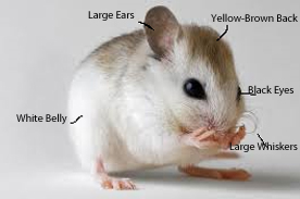 Saint Andrews Beach Mouse at emaze Presentation