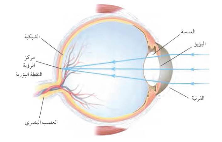 ويدخل الانسان عندما العين رويتها الاجسام يستطيع ينعكس الضوء عن حل سؤال
