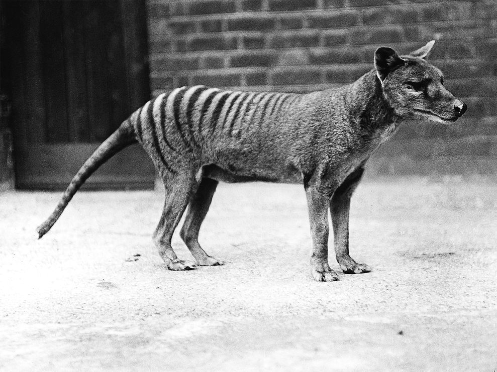 Tasmanian Tigers on emaze