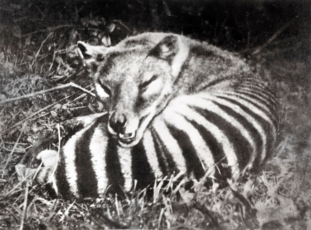 Tasmanian Tigers on emaze