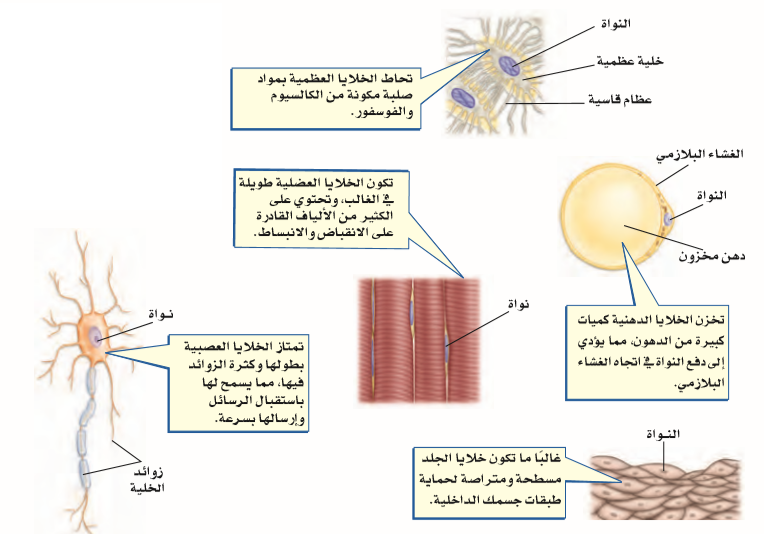 ( وظيفة الخلايا الاسكلرنشمية )