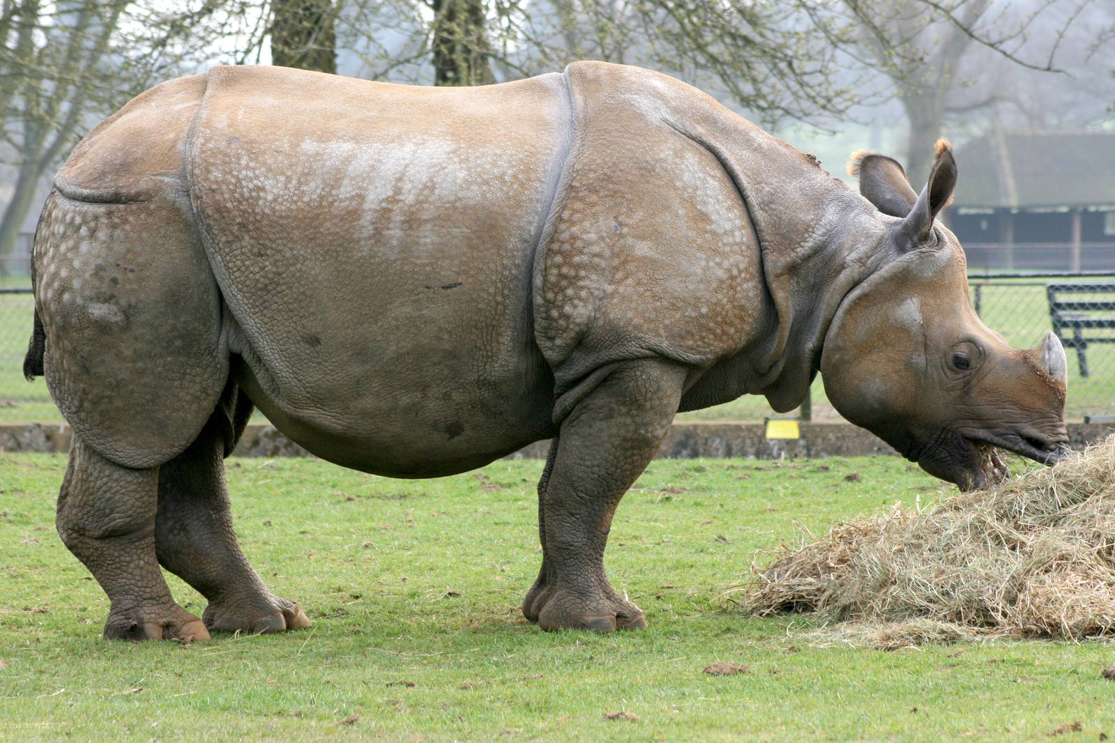 Аннамский носорог