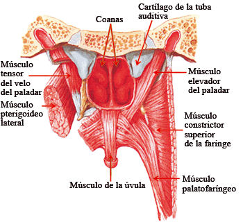 Velo del paladar