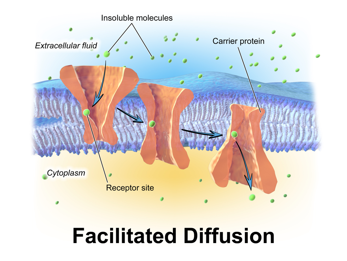 facilitated-diffusion