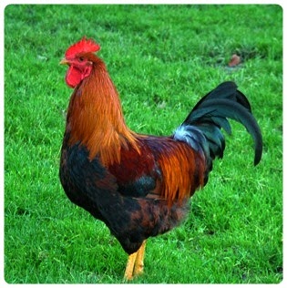 830 Koleksi Contoh Gambar Hewan Ayam Gratis Terbaik