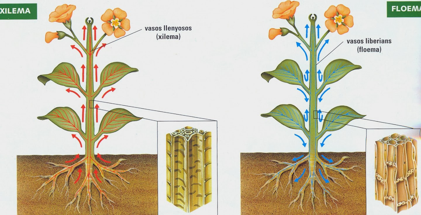 Какие вещества передвигаются по сосудам. Ксилема и флоэма у растений. Транспорт веществ у растений. Движение веществ по растению. Движение воды в растении.