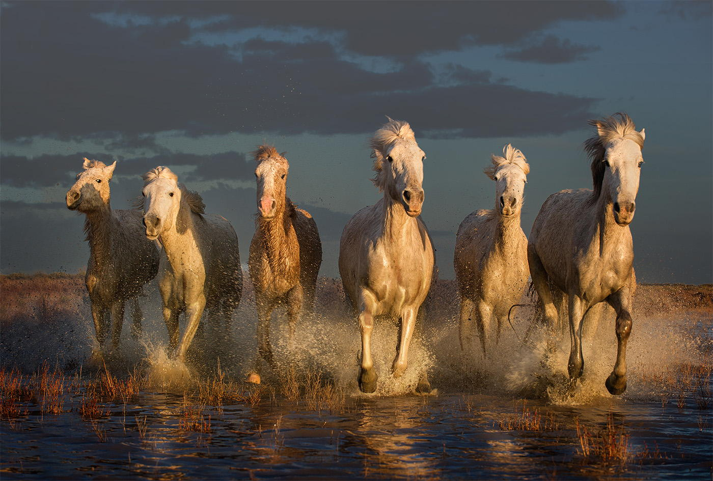 Charming horses hanno this is the life. Табун лошадей. Табун красивых лошадей. Стая лошадей. Стадо коней.