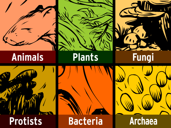 There Are Six Kingdoms Of Life That All Living Things Are Cl Ified Under Archaebacteria Eubacteria Protists Fungi Plantae And Animalia There Are Six Kingdoms Of Life That All Living Things Are Cl Ified Under Archaebacteria Eubacteria Protists Fungi Plantae And Animalia