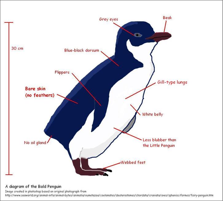 Строение пингвина на русском языке схема