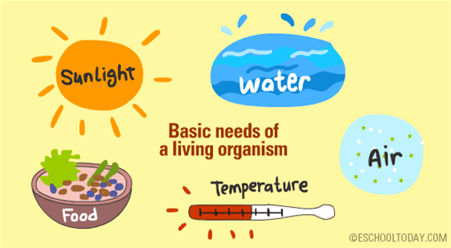 Basic Needs of Living Things at emaze Presentation