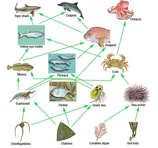 PowerPoint Protista on emaze