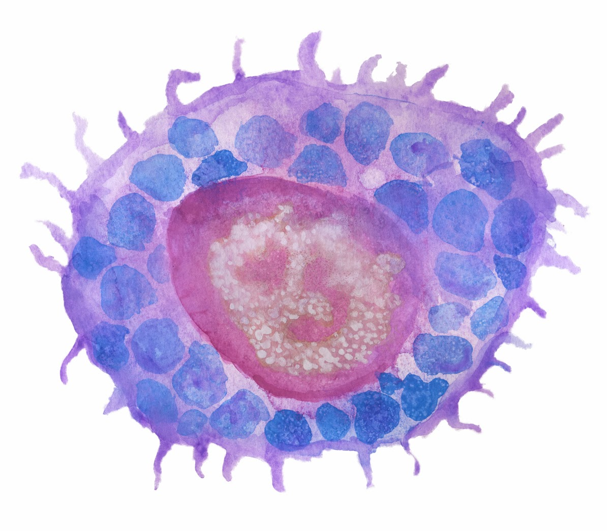 Тканевые базофилы. Тучные клетки лаброциты. Тучные клетки гистология. Тучные клетки Эрлиха микроскоп. Гистология макрофаги клетки.
