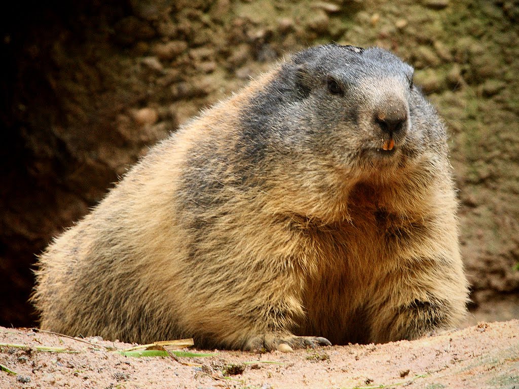 Marmot перевод. Мармот. Мармот домашний. Marmota broweri. Nento Marmot.