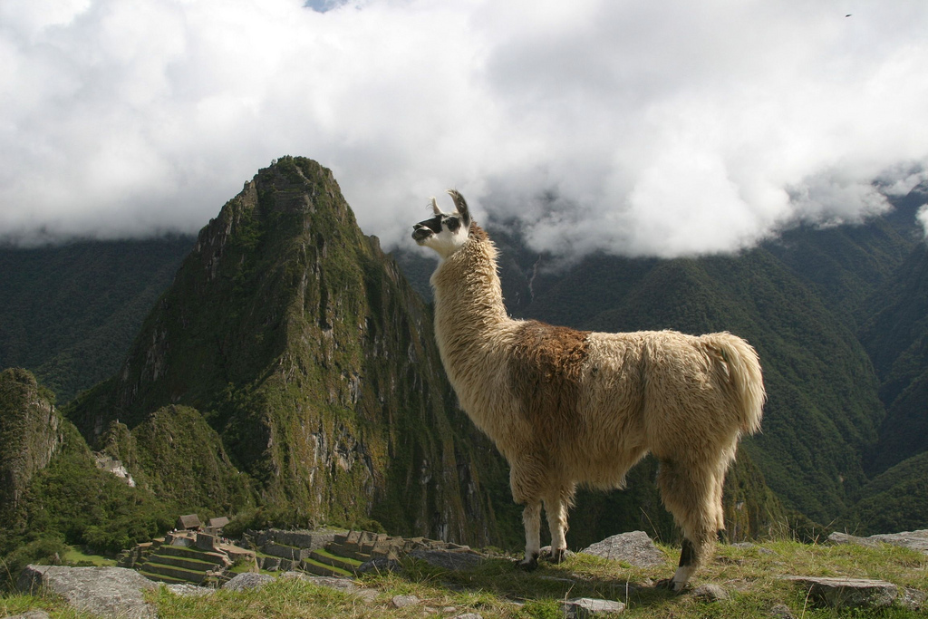 Llama cpp. Лама альпака гуанако. Альпака Мачу Пикчу. Гуанако в Южной Америке. Южная Америка лама альпака.