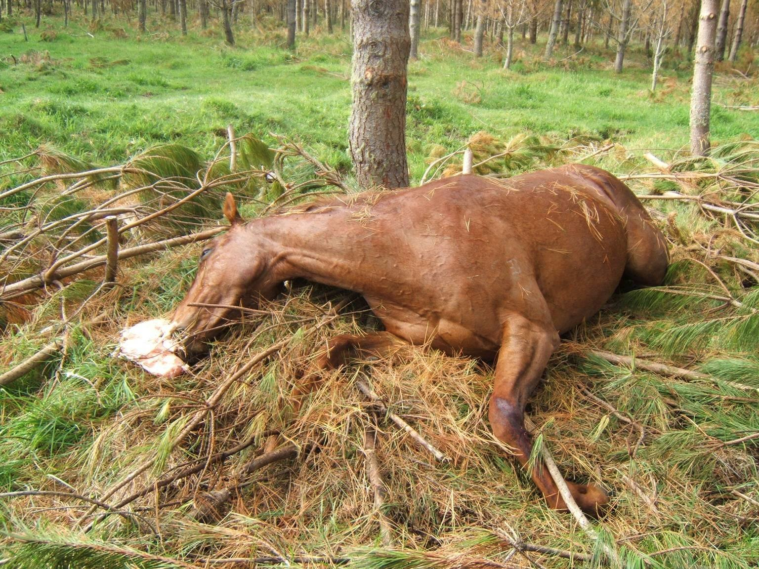 Man Killed By Horse Cock