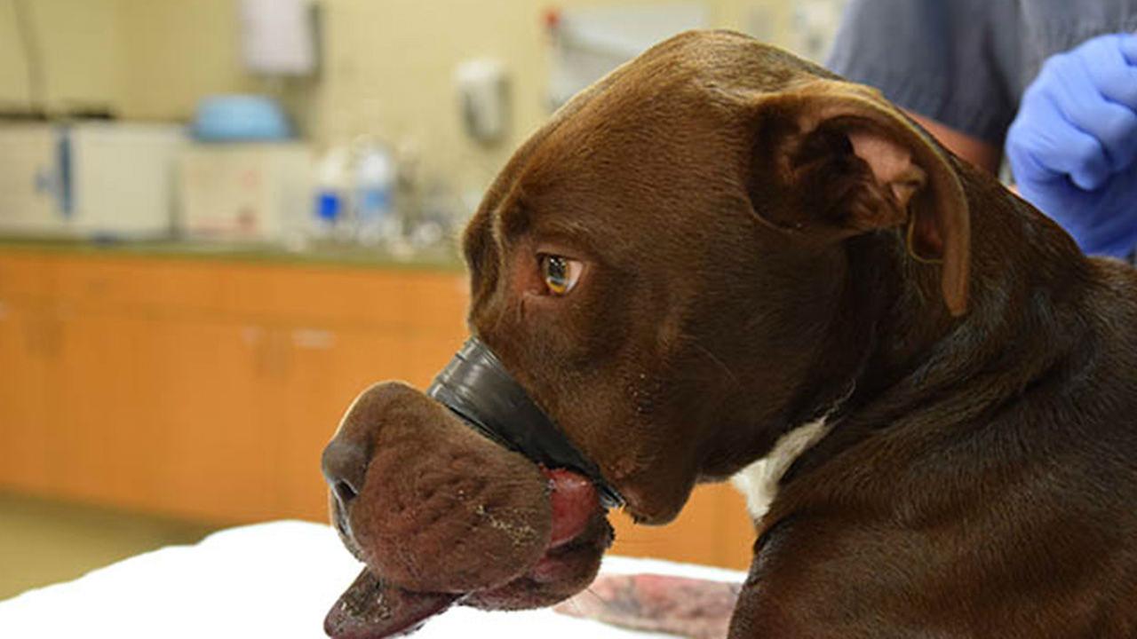 Animal Cruelty Abuse On Emaze