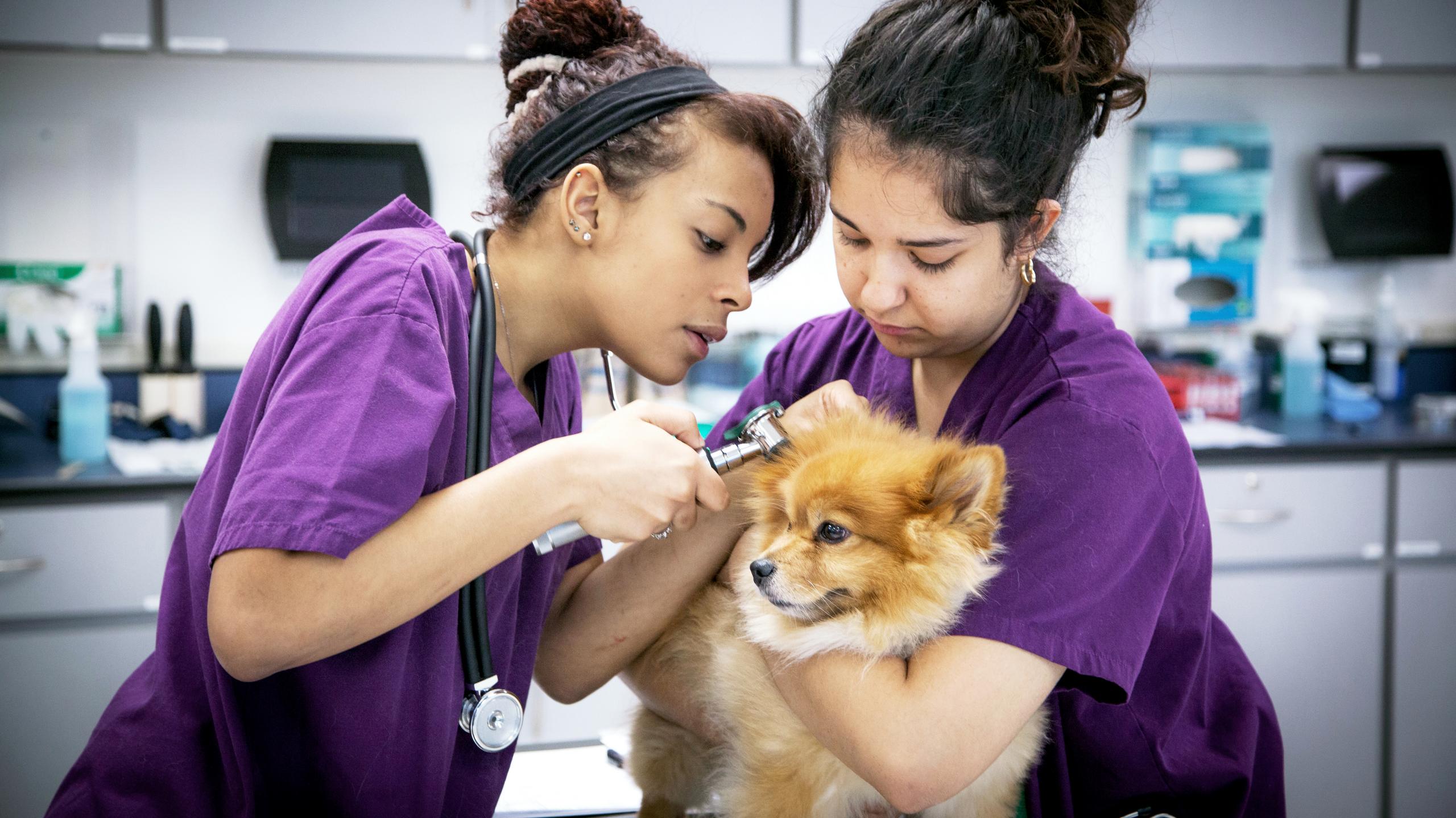 Vet Tech Week on emaze