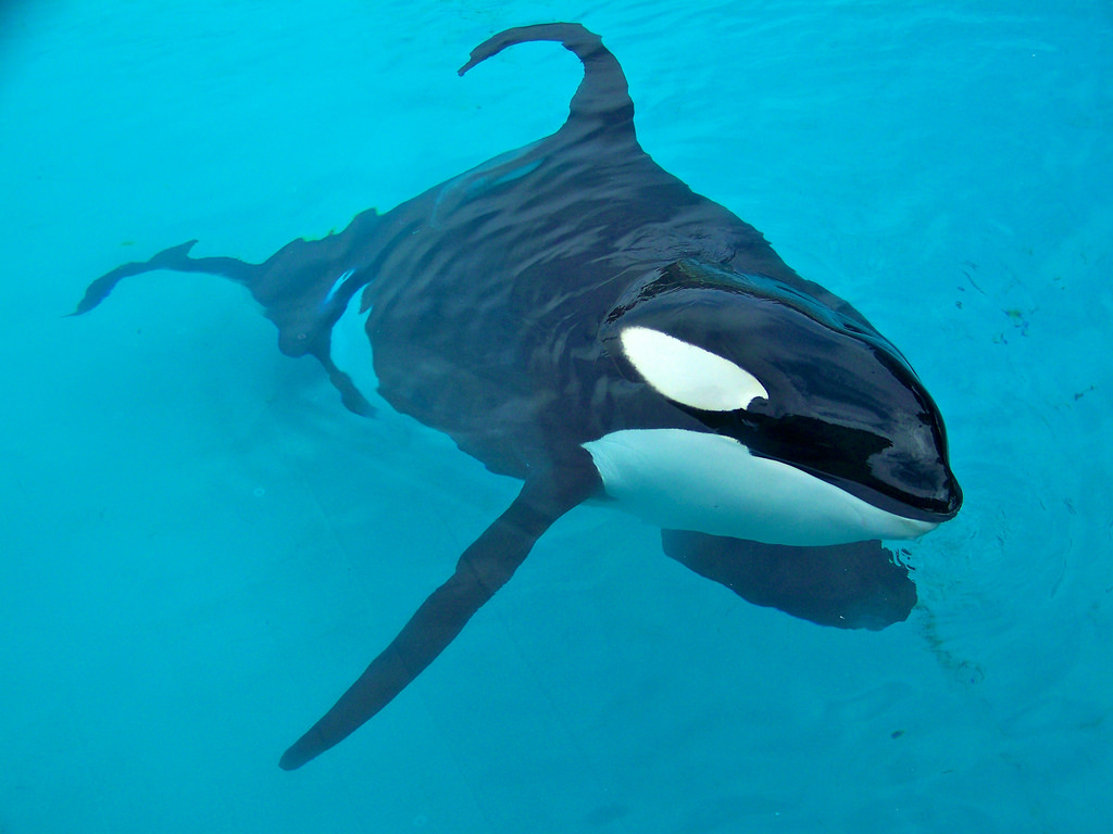 Orca Pff on emaze