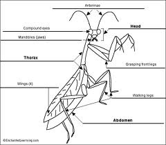 praying mantis by at emaze Presentation