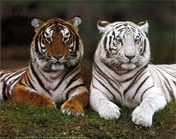 El Tigre Blanc By Zoe Serenallorens On Emaze