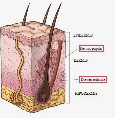 Dermis papilar y reticular