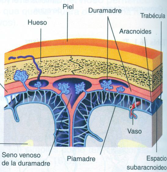 hidrocefaliaLa at emaze Presentation