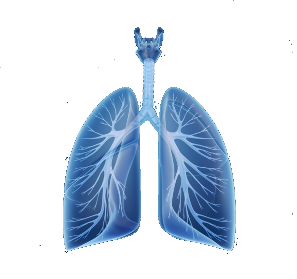 Sistema Respiratorio By Michujm Narvaez1 On Emaze
