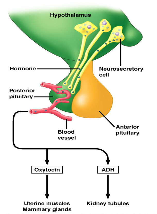 Endocrine System pptx.pptx on emaze