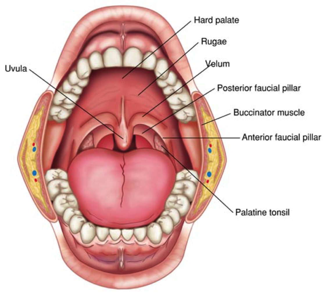 Колокольчик в горле. Глотка анатомия миндалины. Строение глотки небные миндалины. Задняя стенка ротоглотки анатомия. Миндалины ротовой полости анатомия.