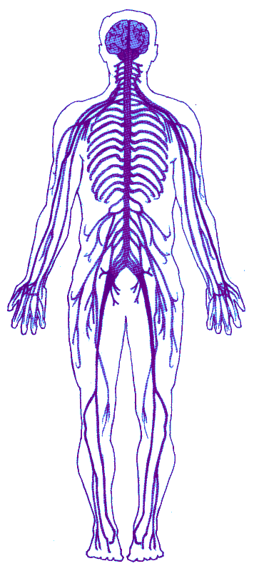 Рисунок нервной системы человека