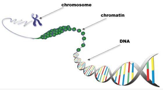 Днк на происхождение. Спирализация хроматина. Спирализация ДНК. Спирализация хроматина уровни. Спирализация нитей ДНК В хромосому.