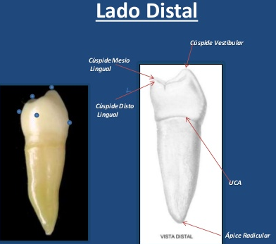 Morfologia Dental De Premolares Superiores Inferiores Y By Gabriela On Emaze