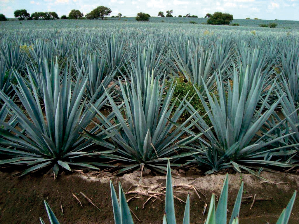 Chistina Agave