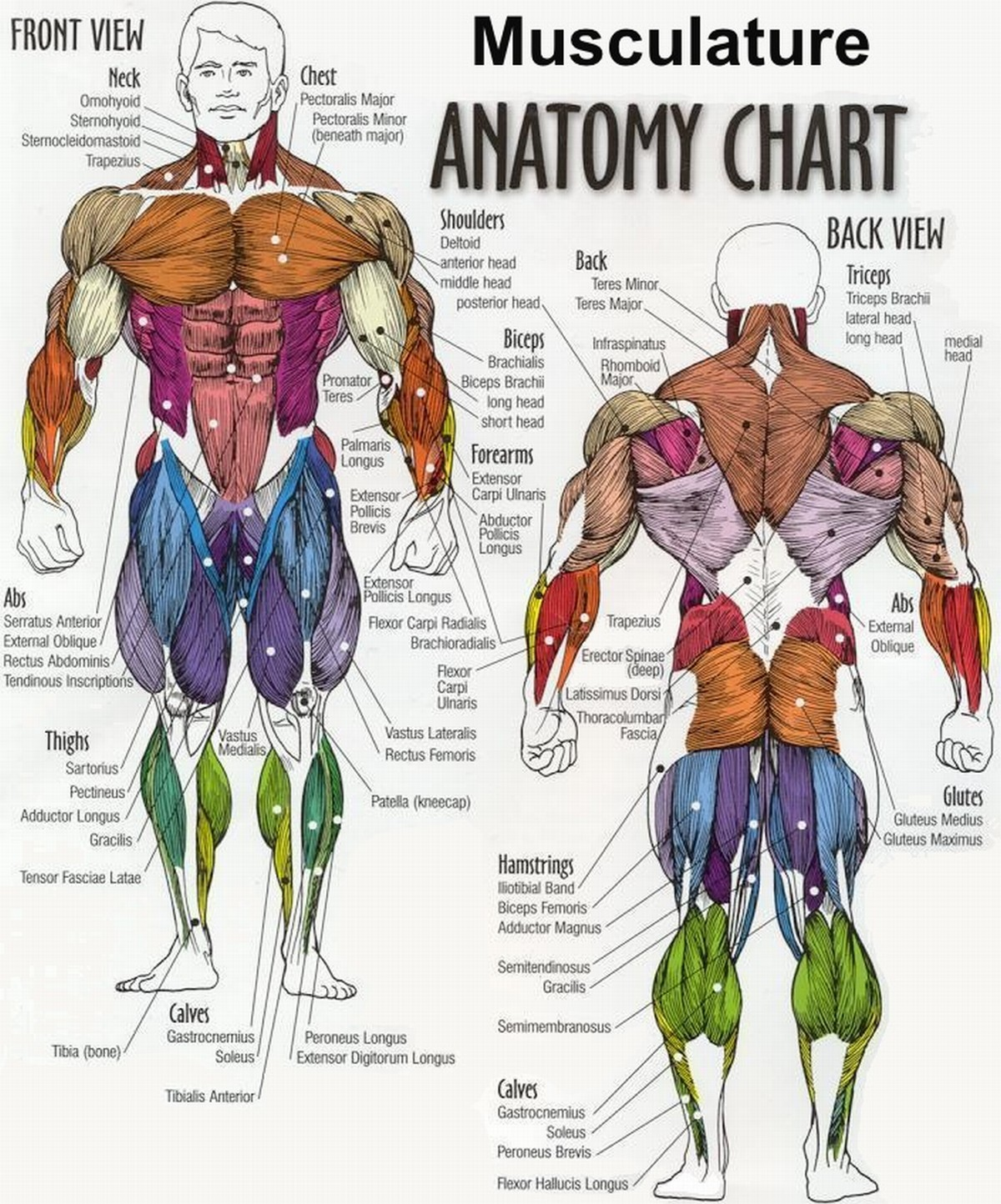 Muscle Usage THE MUSCLES at emaze Presentation