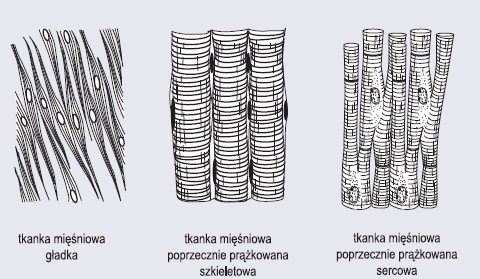 Aparat ruchu Referat on emaze