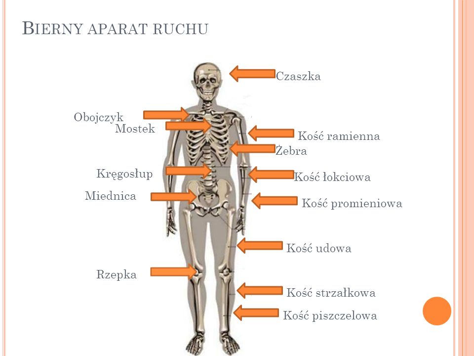 Aparat Ruchu Referat On Emaze