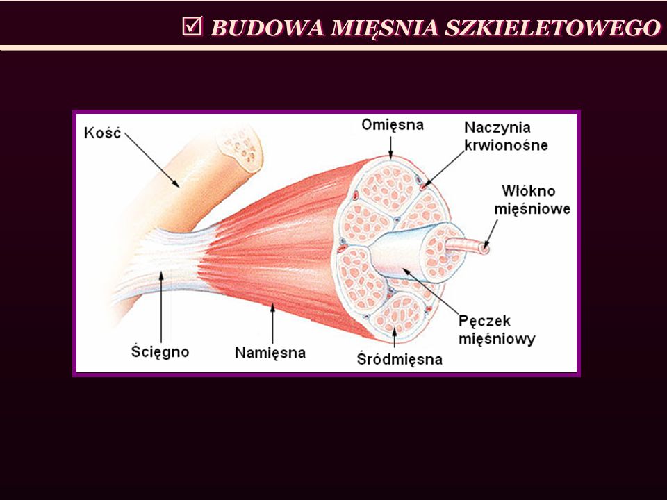 Ocen Prawdziwosc Stwierdzen Dotyczacych Budowy Miesnia Szkieletowego Aparat ruchu Referat on emaze