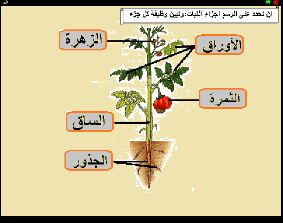 الوظيفة الرئيسية لجذور النبات هي