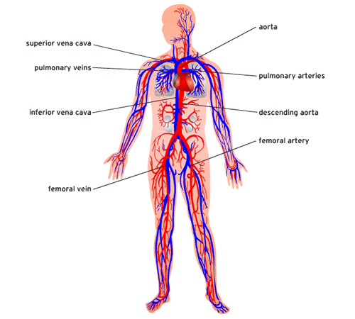 Image result for cardiovascular system