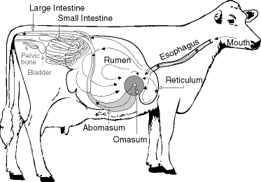 Animal Digestive Systems on emaze