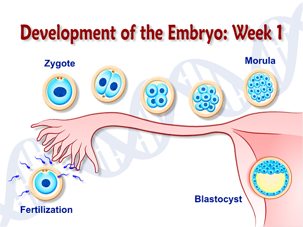 First week embryo at emaze Presentation