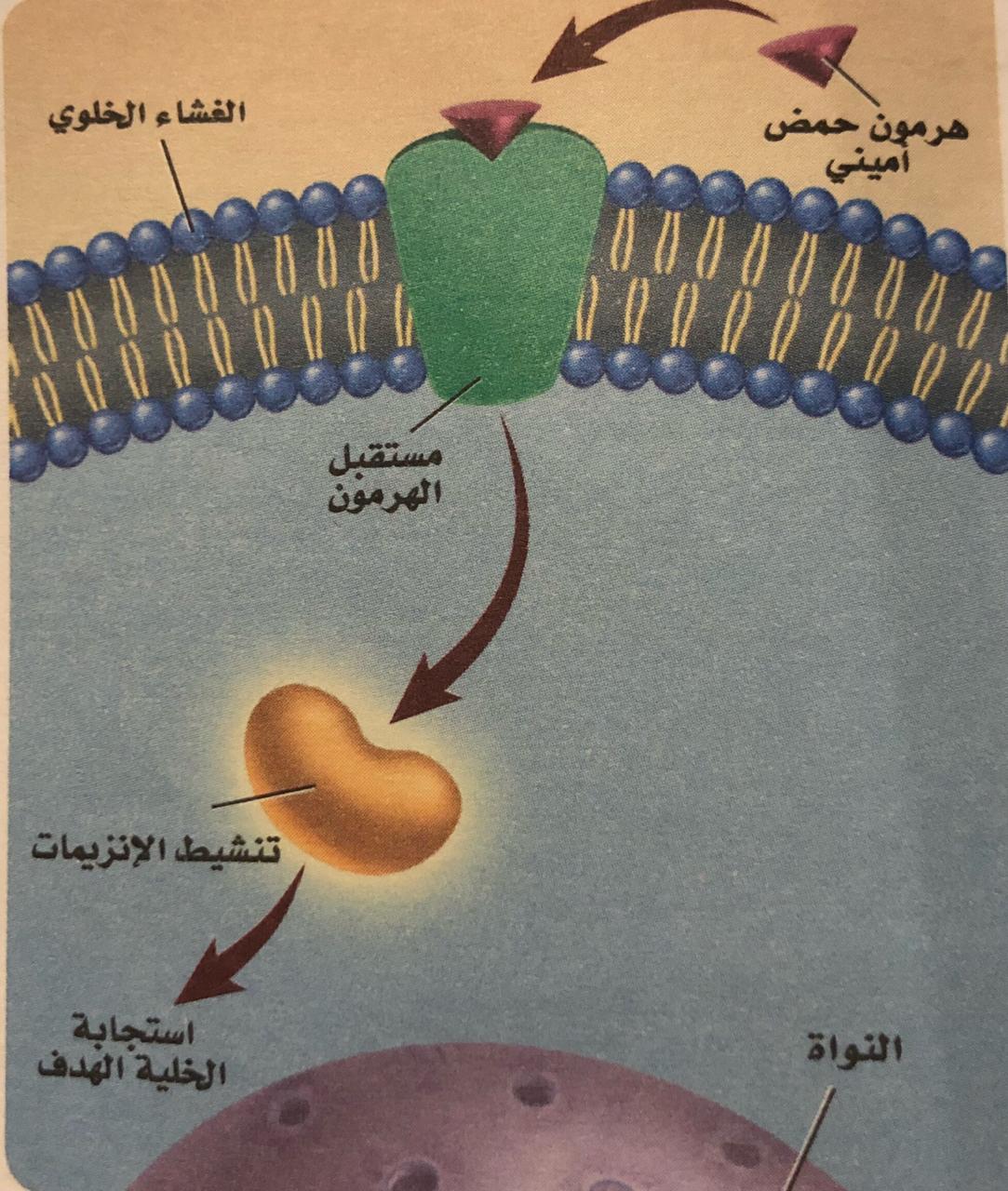 ( ما أهم هرمونات البنكرياس )