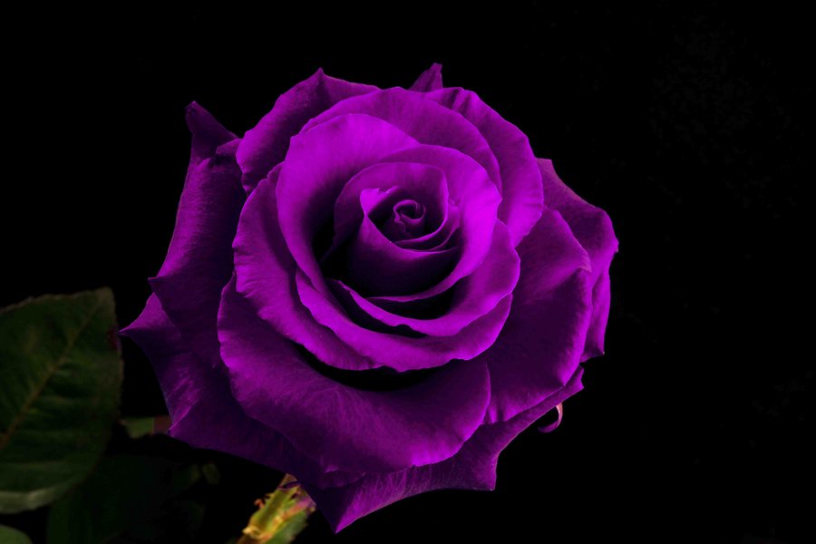 Пурпурные розы фото. Пурпурные розы фото. Пурпурные цветы. Цветы крупным планом. Пурпурные розы фото.